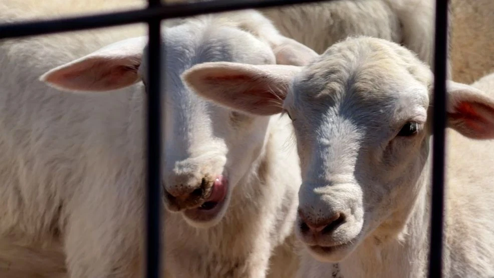 A flesh-eating parasite is spreading in Texas, here's what to know