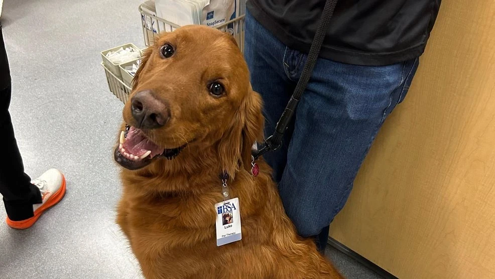 Texas Therapy Dog Competing for National Pet Award